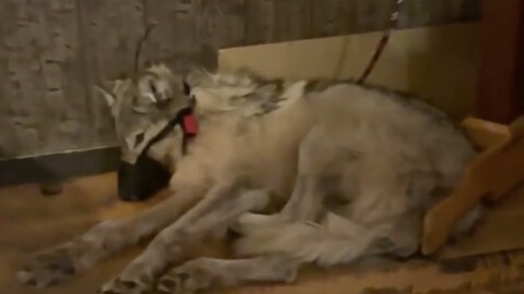 An alive wolf, wearing a muzzle and leashed, lying on a wooden floor.