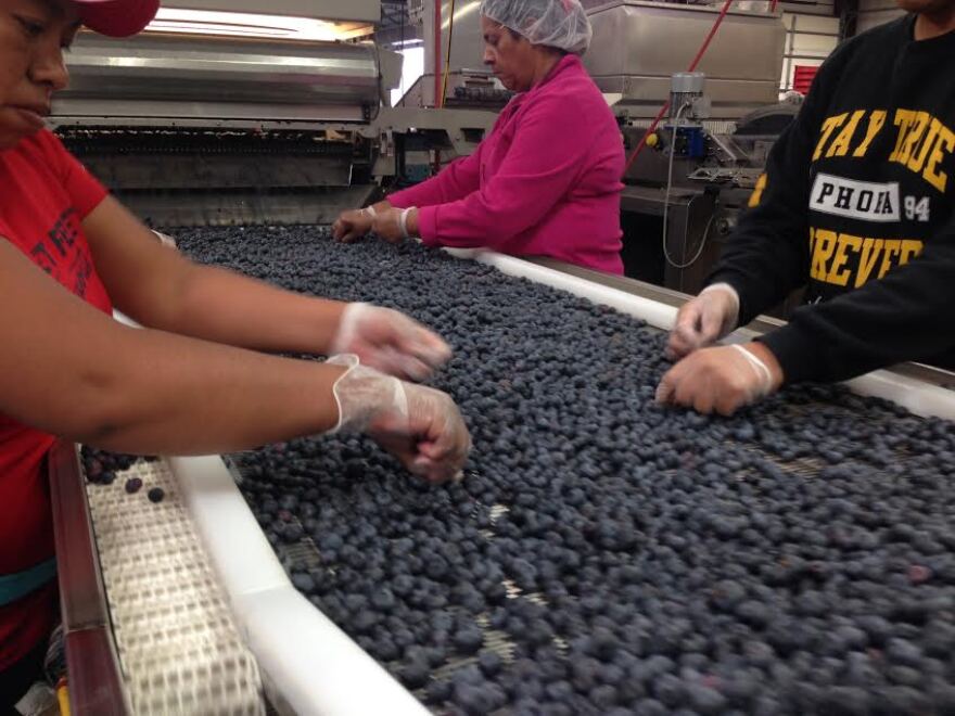 Blueberries, Blueberry, NC State Agriculture