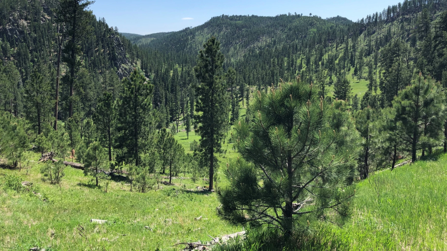 Black Hills National Forest