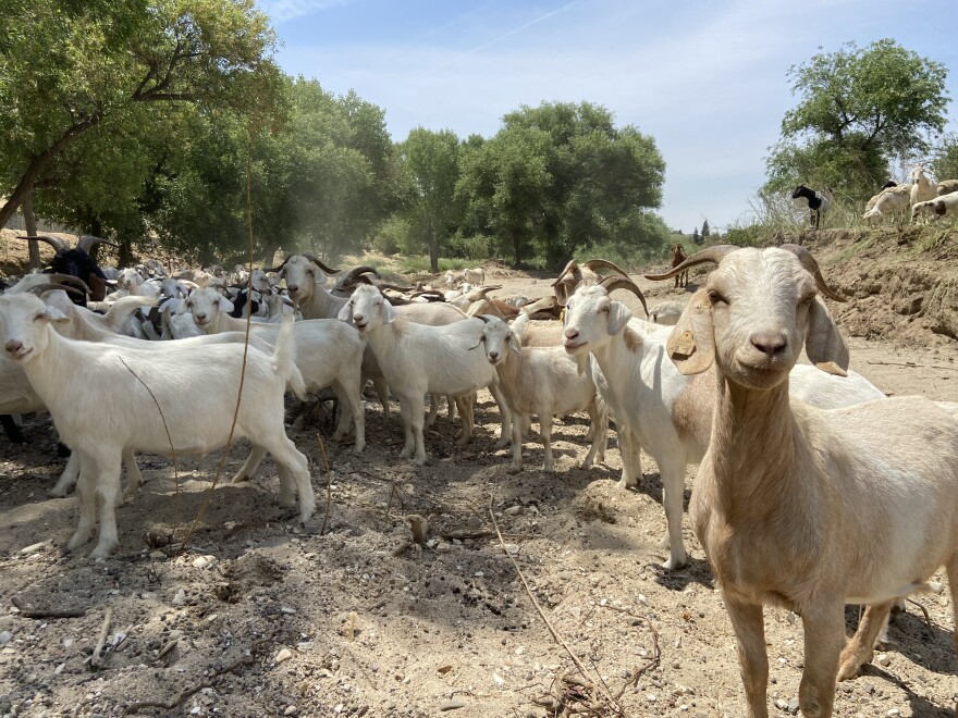 Goats grazing at the Salinas River for the City of Paso Robles Vegetation Management Program.