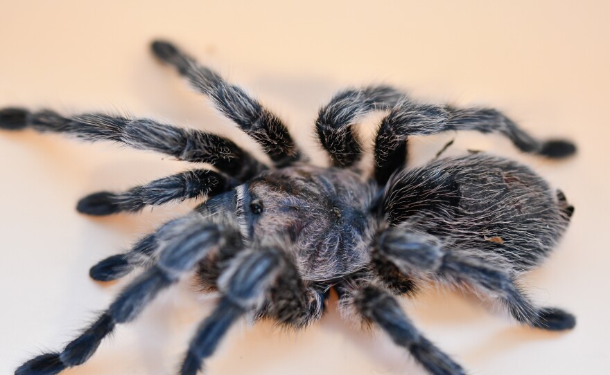 Ms. Bonnie, the 13-year-old rose hair tarantula from the insect zoo pictured on a white background. 
