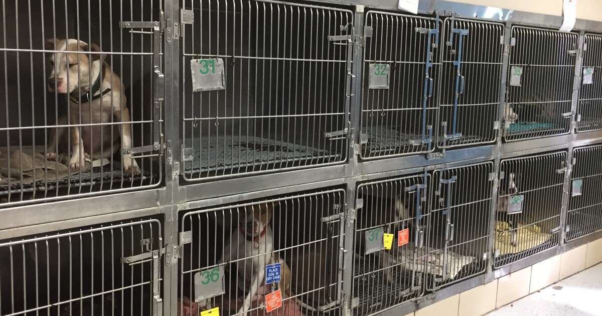 Too Many Dogs Not Enough Space Wksu