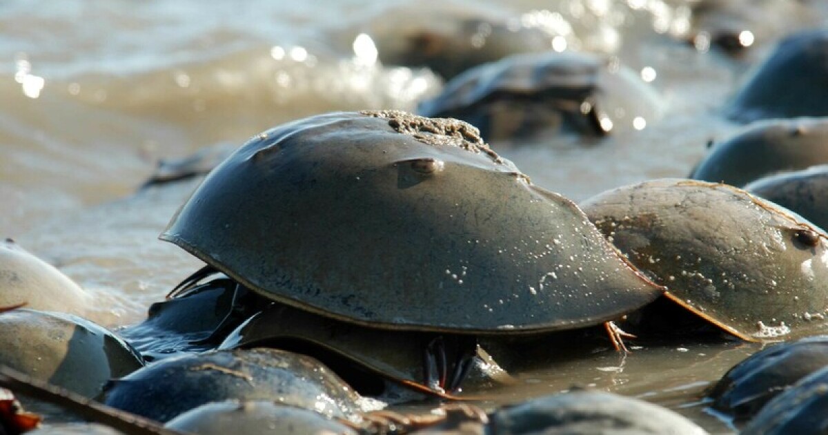 Conservation groups petitioning for horseshoe crab to be listed as
