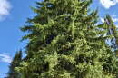 A tall green spruce tree stretches to a blue sky in the forest. 