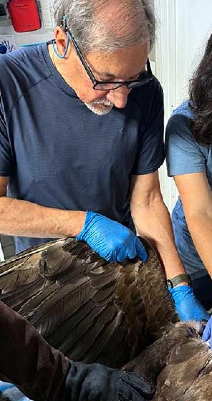 Dr. Carl Palazzolo examiningan injured raptor