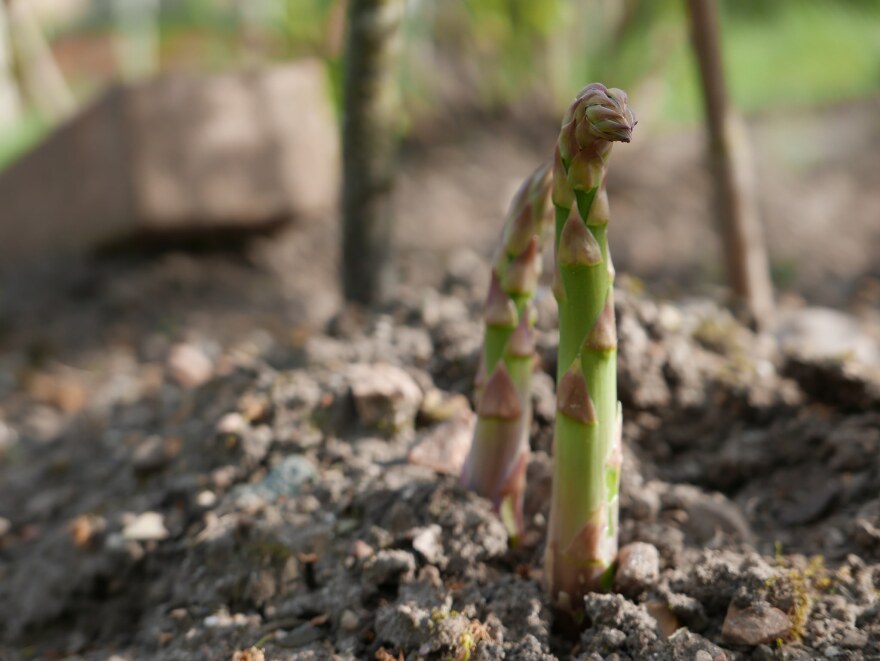 Asparagus shoots begin to rise from the ground.