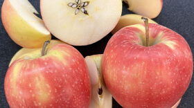 Sliced WA 64 apples show the newly released variety’s yellow-pink skin and white interior. The WSU-bred apple has outstanding eating and storage qualities.