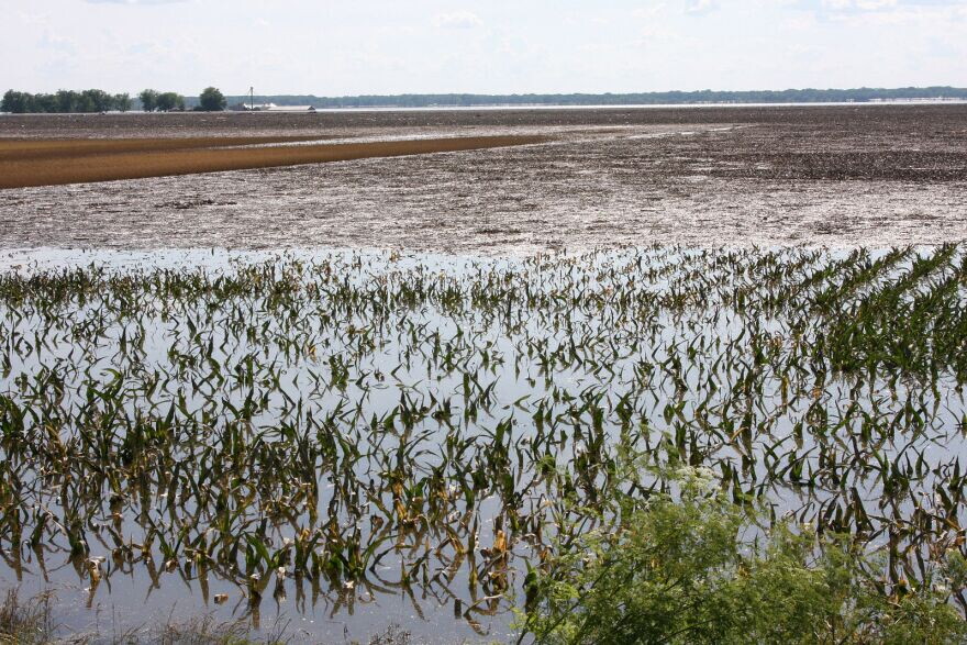 Flooded cornfields in Illinois.
