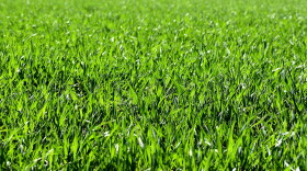 Green Grass Lawn