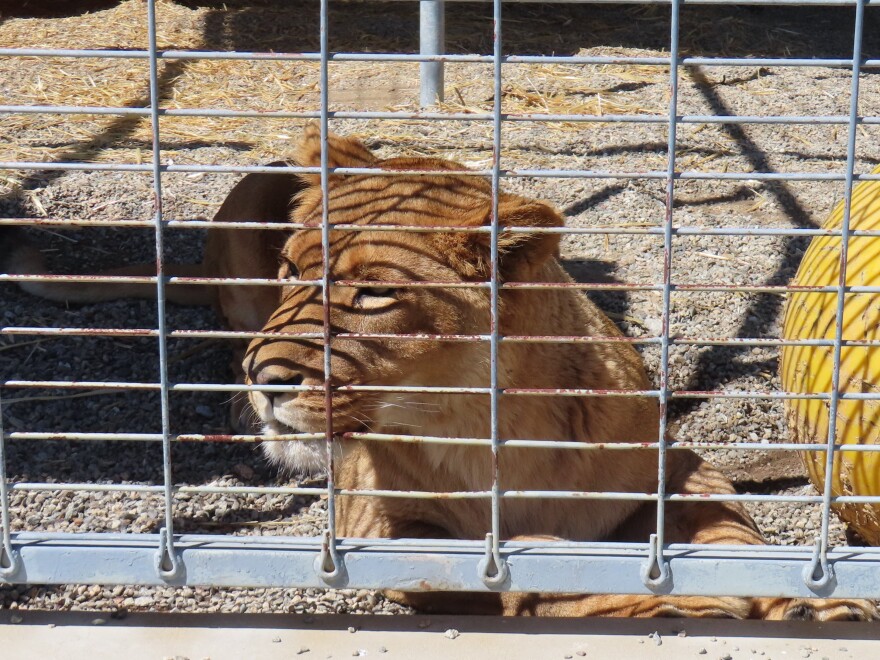 A lion-tiger mix was one of the animals seized, and removed from a Ventura County animal sanctuary over permitting issues.