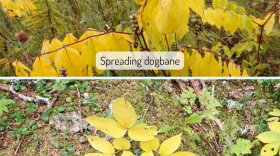 top image is a small shrub with vibrant yellow leaves on red stems. The leaves are shaped like a football. The lower image also has vibrantly yellow leaves in a whorl on the stem, with five leaves per offshoot.