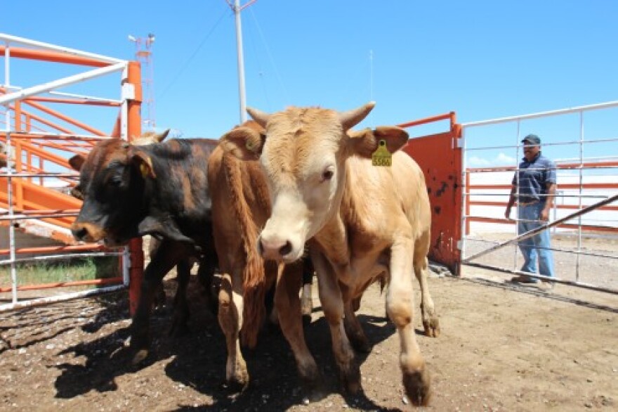 Fronteras_Cattle_Matalon_071814.jpg