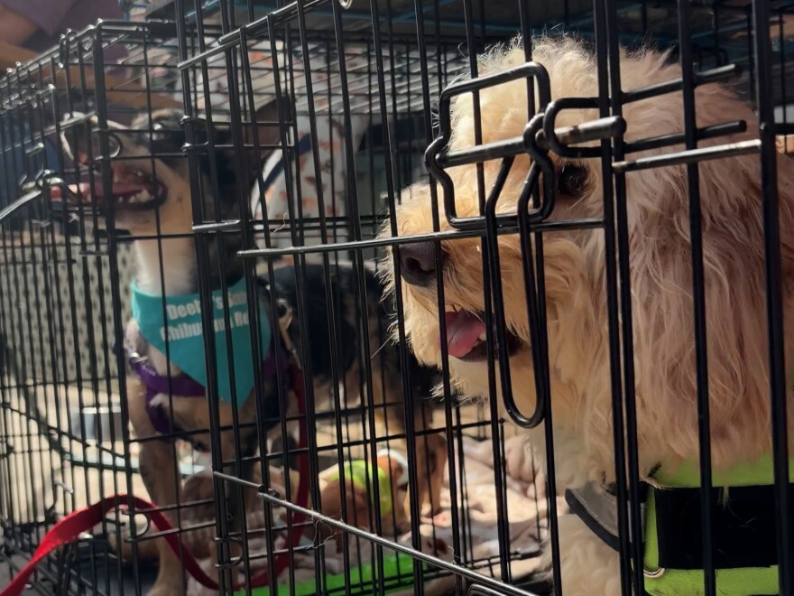 a small brown, black and white dog wearing a blue bandana sits in a wire kennel next to a long-haired, tan dog in a wire kennel
