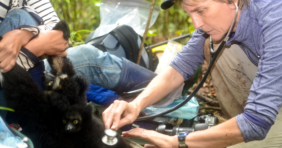 How The St Louis Zoo Is Helping Humans By Helping Animals St Louis Public Radio