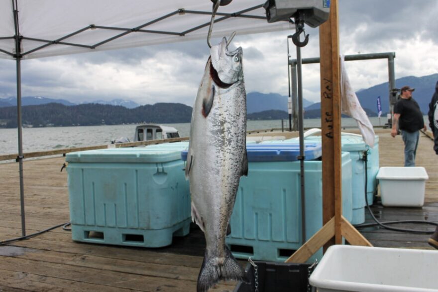 A king salmon weighs in at Auke Nu Cove in Juneau on Saturday, Aug. 13, 2022.