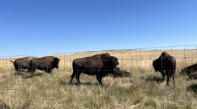 Buffalo on WOZU's Standing Rock campus. Some of them were transplanted from national parks, and have struggled to adjust. David Archambault II said that the rest of the herd, remarkably, have helped them feel more at home.