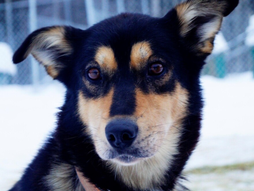 A close up of a black and brown dog