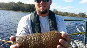 Freshwater Bryozoan.