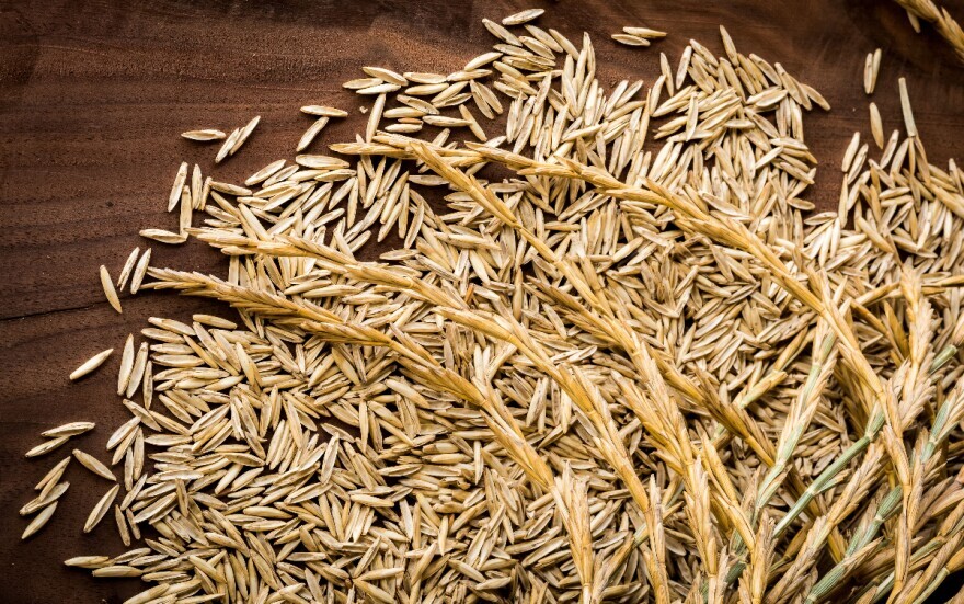 A closeup of grains of Kernza. The perennial looks and behaves a lot more like the plants that originally grew on Midwestern grasslands.