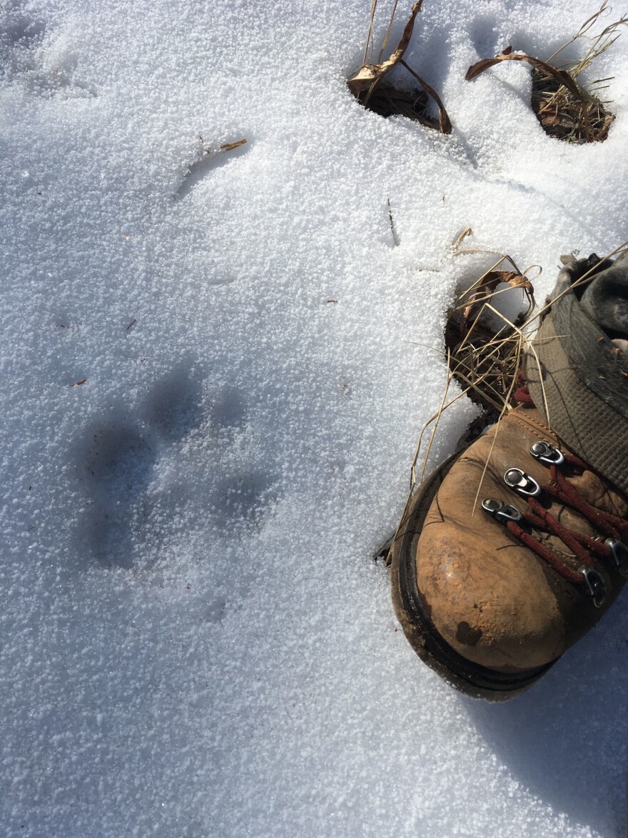 WolfTrack-1.jpg