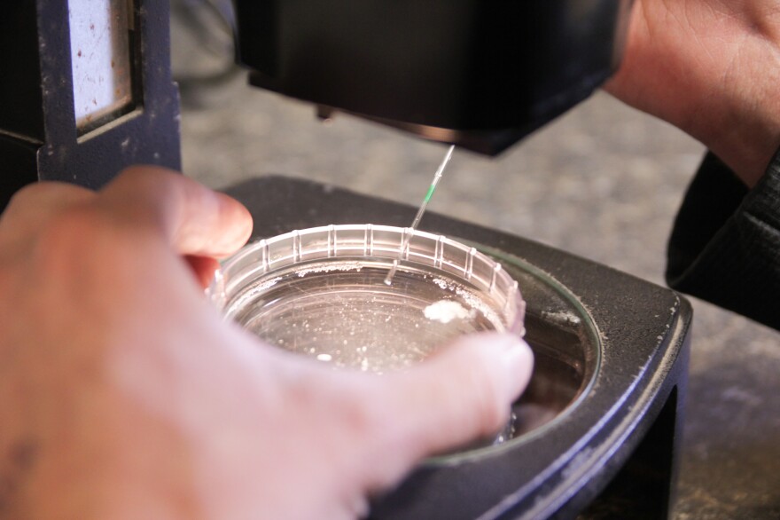 Kyle Greiman is a lab technician for Westwood Embryo Services. He peers through a microscope, counting and rating embryos on a scale of "transferable" quality to "degenerate."