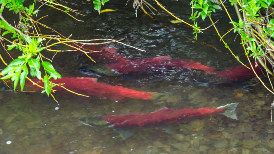 By the time salmon reach their spawning grounds, their skin has deteriorated and turned red. Their bodies have already begun to decay.