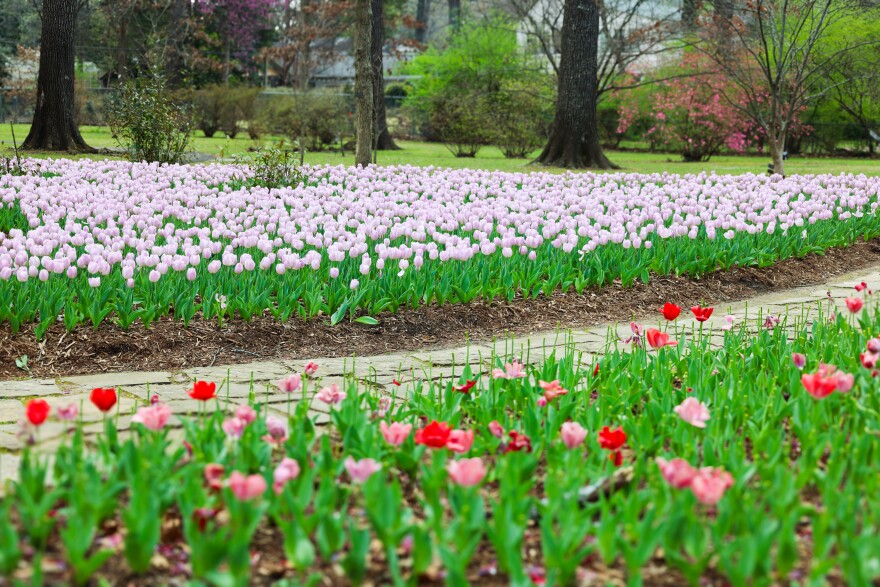 At the Memphis Botanic Garden, spring came early in 2026.