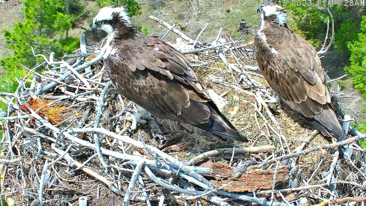 The private lives of raptors: Grand Lake osprey cam livestreams from inside the nest - Vimarsana News