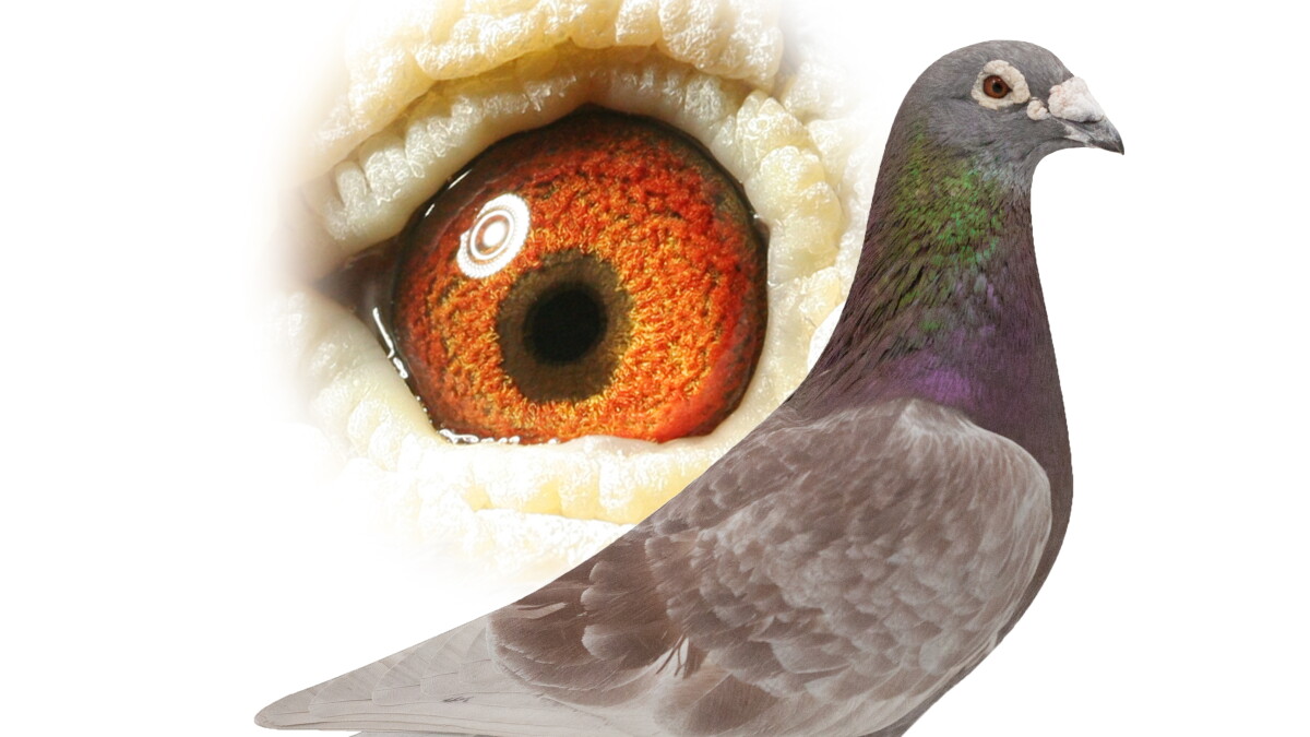 OKC's American Pigeon Museum - Vimarsana News