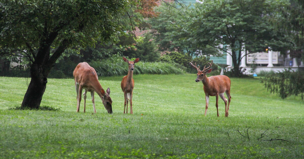 As Worthington relaunches effort to kill deer, some in Clintonville want Columbus to do more