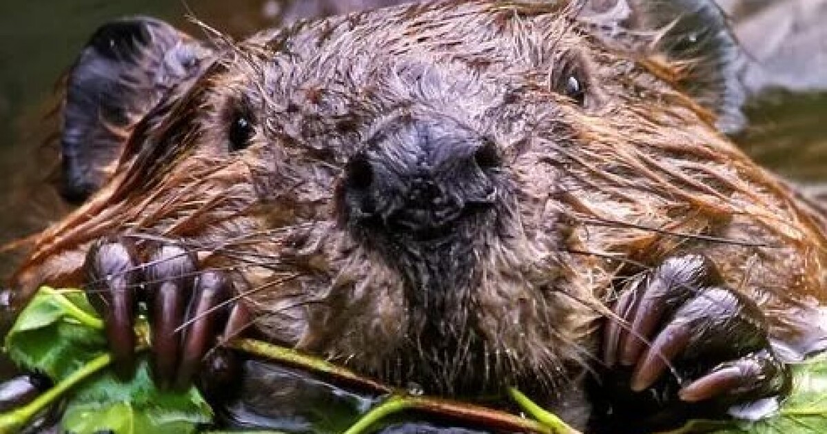 Oregon's beaver renaissance: Conservation efforts help landowners coexist with the ultimate keystone species
