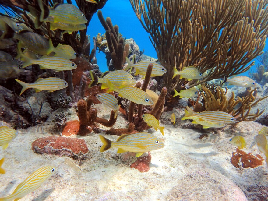 A school of grunts explores a shallow reef at Carrie Bow Cay, Belize, one of Smithsonian MarineGEO&#39;s long-term research sites. Biodiversity not only can make sites beautiful, but also can help boost their biomass and make them more productive.