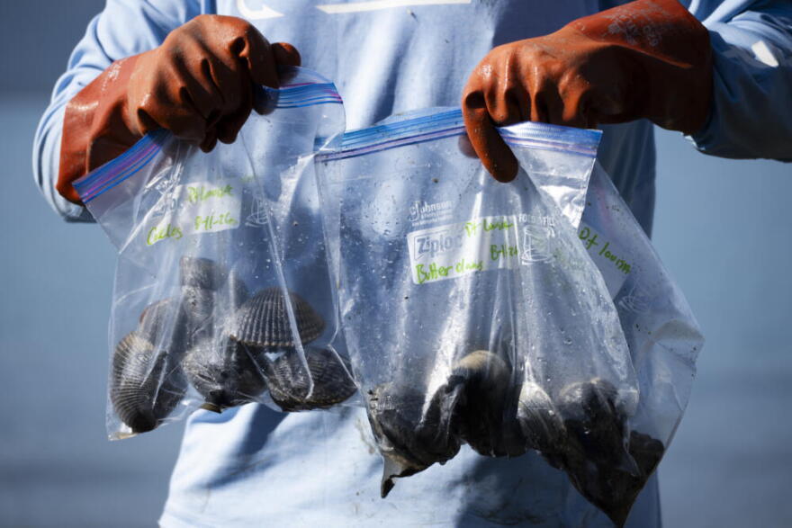 James Refuerzo holds bags of harvested butter clams and cockles. (Chris Bentley/Here & Now)