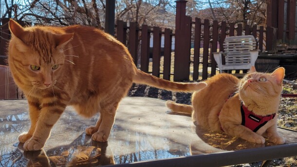 Two cats on a table outdoors