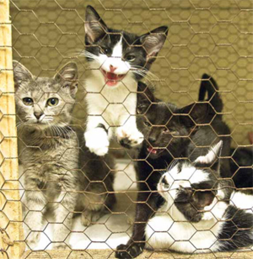 Kittens housed at the Hopkins County Humane Society in Madisonville. Photo by Jim Pearson, The Messenger. Published Aug. 25, 2009.