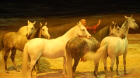 Trainer Sylvia Zerbini and five horses perform Cavalia's Liberty act.