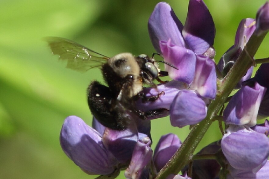 Xylocopa tabaniformis, one of the bees native to Santa Barbara County