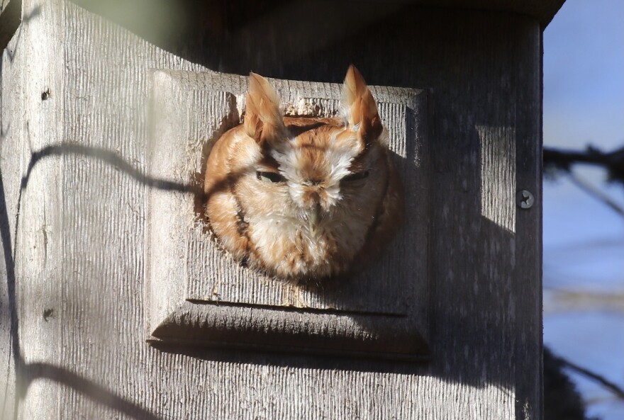 An owl in Mark's backyard.