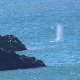 a spray from a whale's blowhole is seen near some rocks in the ocean