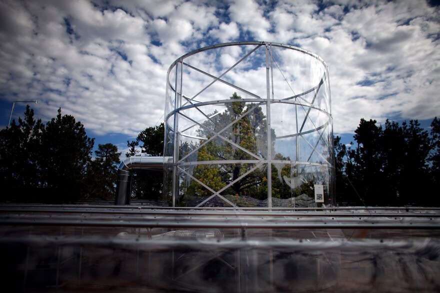 A tree stands surrounded by a chamber that keeps the temperature about 7 degrees warmer than the outside air. Scientists say the cycle of heat and drought in the region has intensified because of a warming climate.