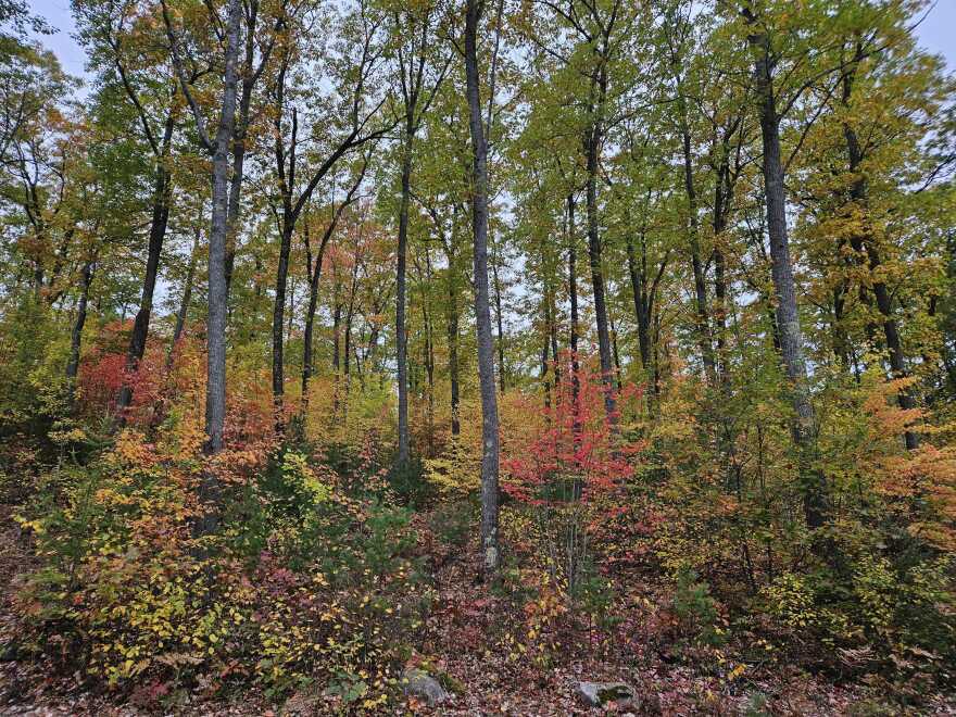 Falls colors on the CAVOC Trails in Rhinelander as of September 28, 2023.