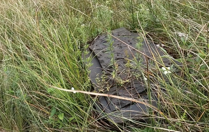 Pycnanthemum virginianum (mountain mint) with old headstone