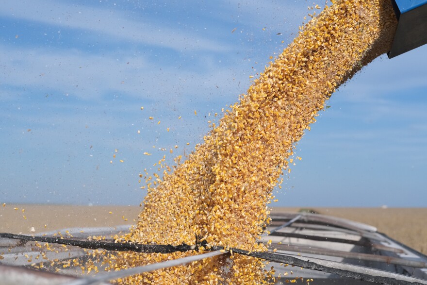 Thousands of pounds of corn kernels fly into the truck from a combine.
