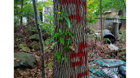 As of October 1st 2026, swastikas have been spray-painted on trees surrounding an encampment community in Milford, Connecticut.
