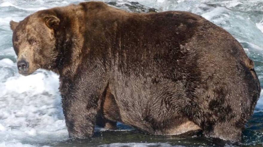 A giganticly obese grizzly bear stands knee deep in a river.