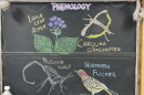 Chalk illustrations show a large-leaf aster, Carolina grasshopper, Northern Flicker, and pelecinid wasp.