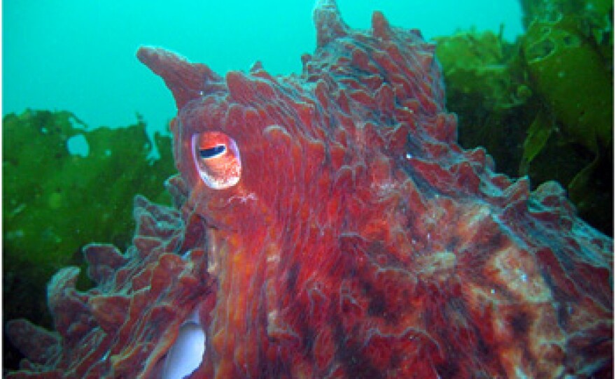 A giant Pacific octopus in Washington state waters.