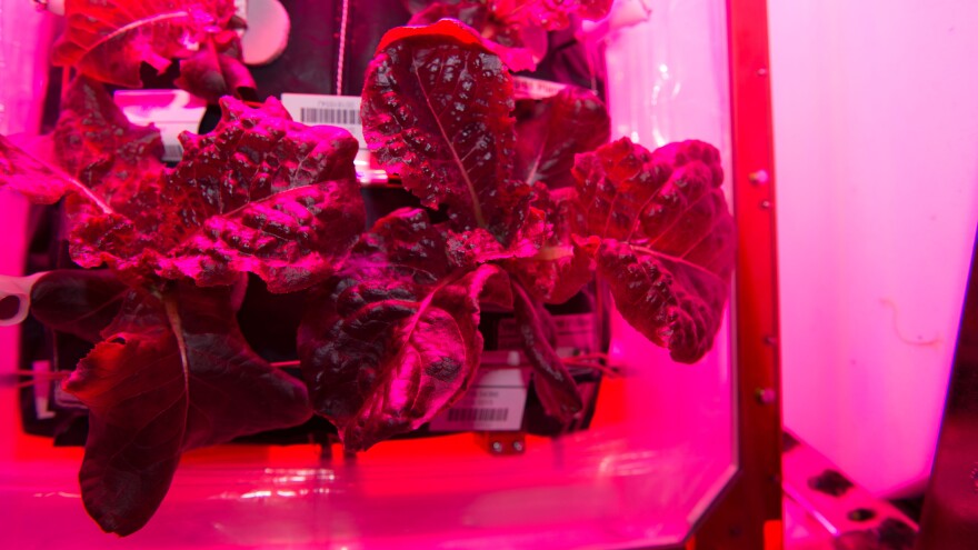 This NASA image shows "Outredgeous" red romaine lettuce from the plant growth system that tests hardware for growing vegetables and other plants in space on the International Space Station.