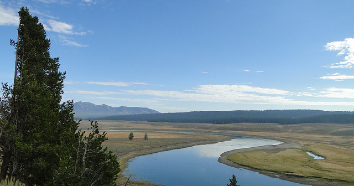 Yellowstone River Parasite Same One That Killed Whitefish In Upper