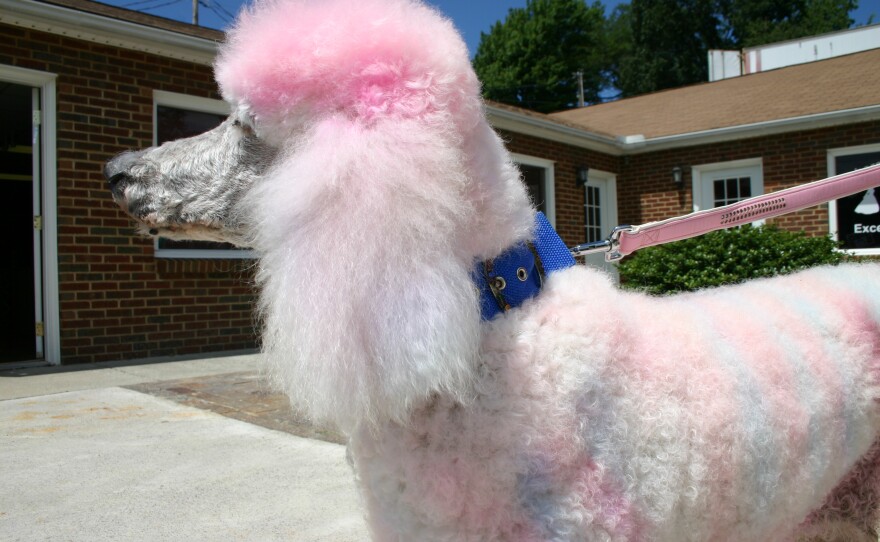 pink standard poodles